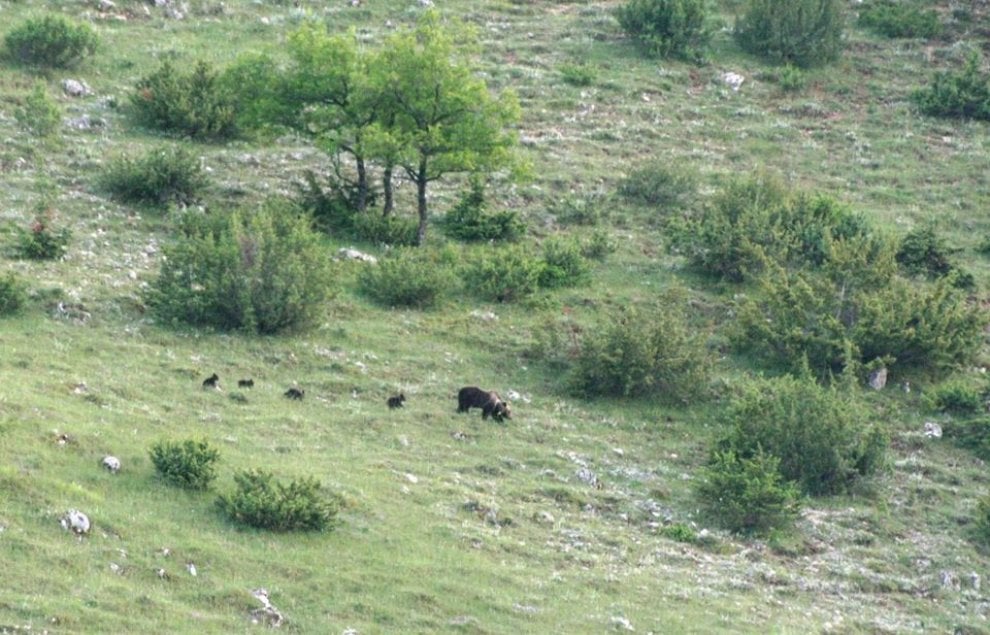 Foto scattata dai guardaparco del Parco Nazionale d'Abruzzo, Lazio e Molise (Pnalm)