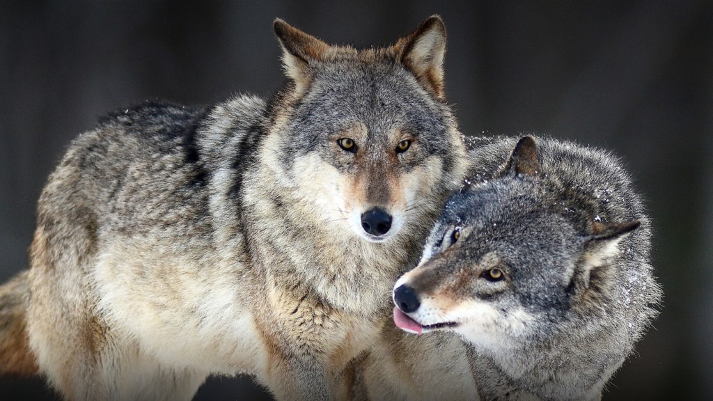 Do you know that the Apennine Wolf is the national animal of Italy?