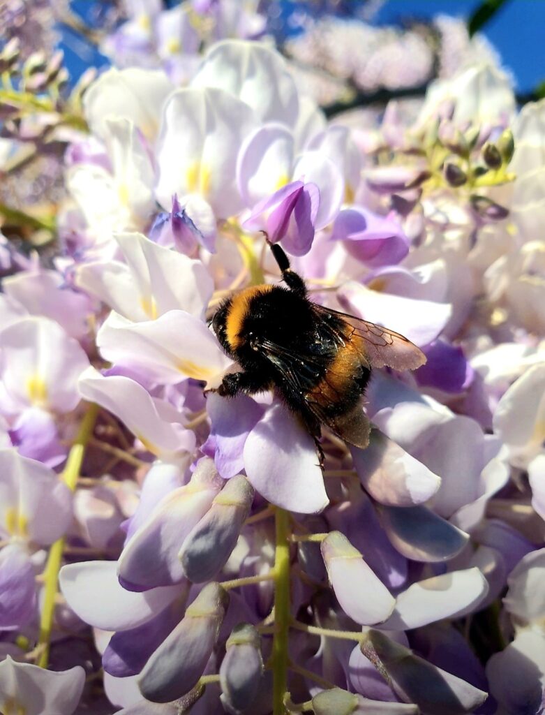 La fioritura del glicine nel Giardino in Torrevecchia Teatina un dolce banchetto per le api