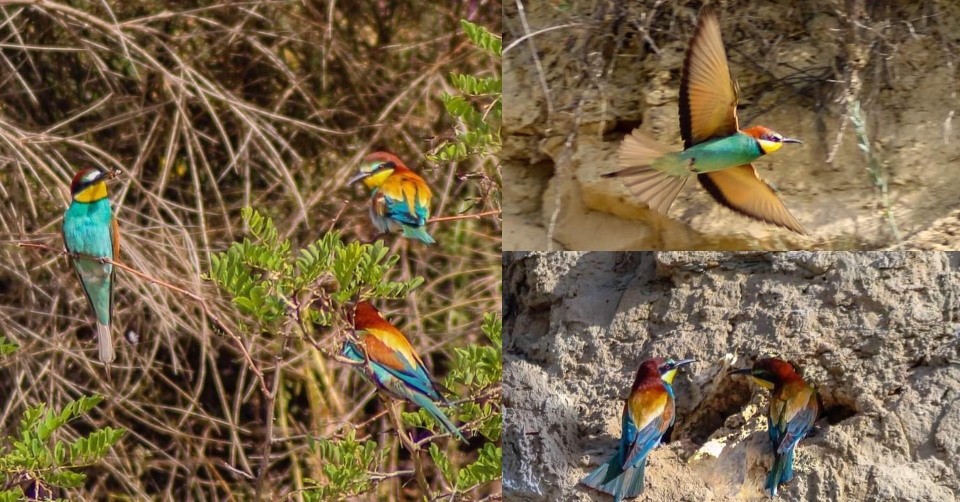 I Gruccioni, gli uccelli “arcobaleno” che colorano Ripe di Sant’Omero, Teramo
