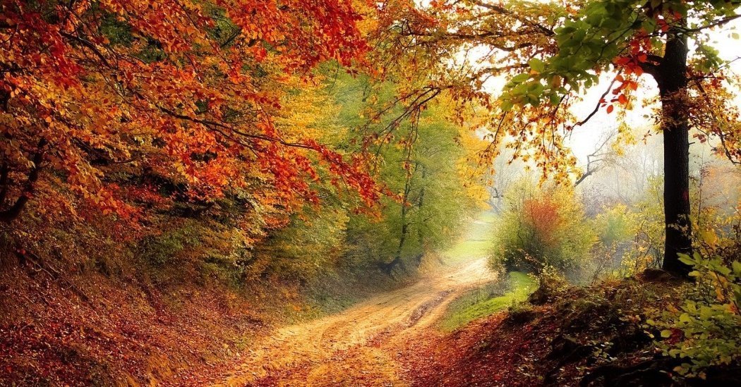 Foliage d'Autunno nelle Marche. Ecco 23 luoghi per ammirarlo e restare a bocca aperta