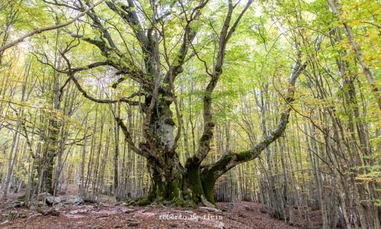 National Geographic omaggia il Faggio del Pontone, l'albero di 750 anni che si trova nel Parco Nazionale d'Abruzzo