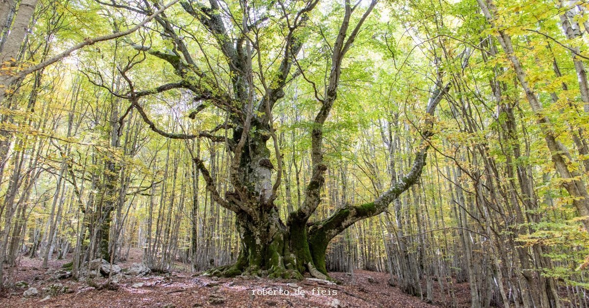 National Geographic omaggia il Faggio del Pontone, l'albero di 750 anni che si trova nel Parco Nazionale d'Abruzzo