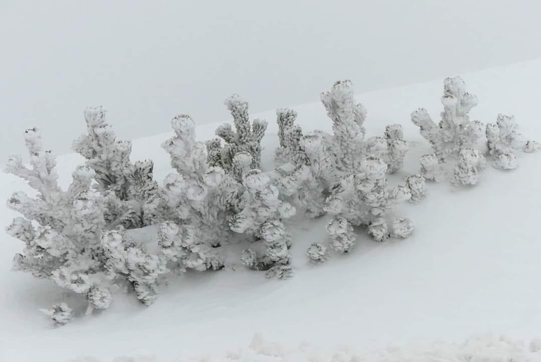 Natura ghiacciata diventa opera d'arte nel Parco Naturale Sirente Velino Guarda tutte le foto