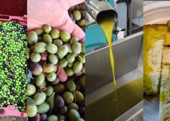 raccolta olive abruzzo