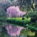 why visit the Gardens of Ninfa, what plants ae there are, how to reach them