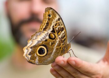 La Casa delle Farfalle tra laboratori speciali e visite guidate in LIS