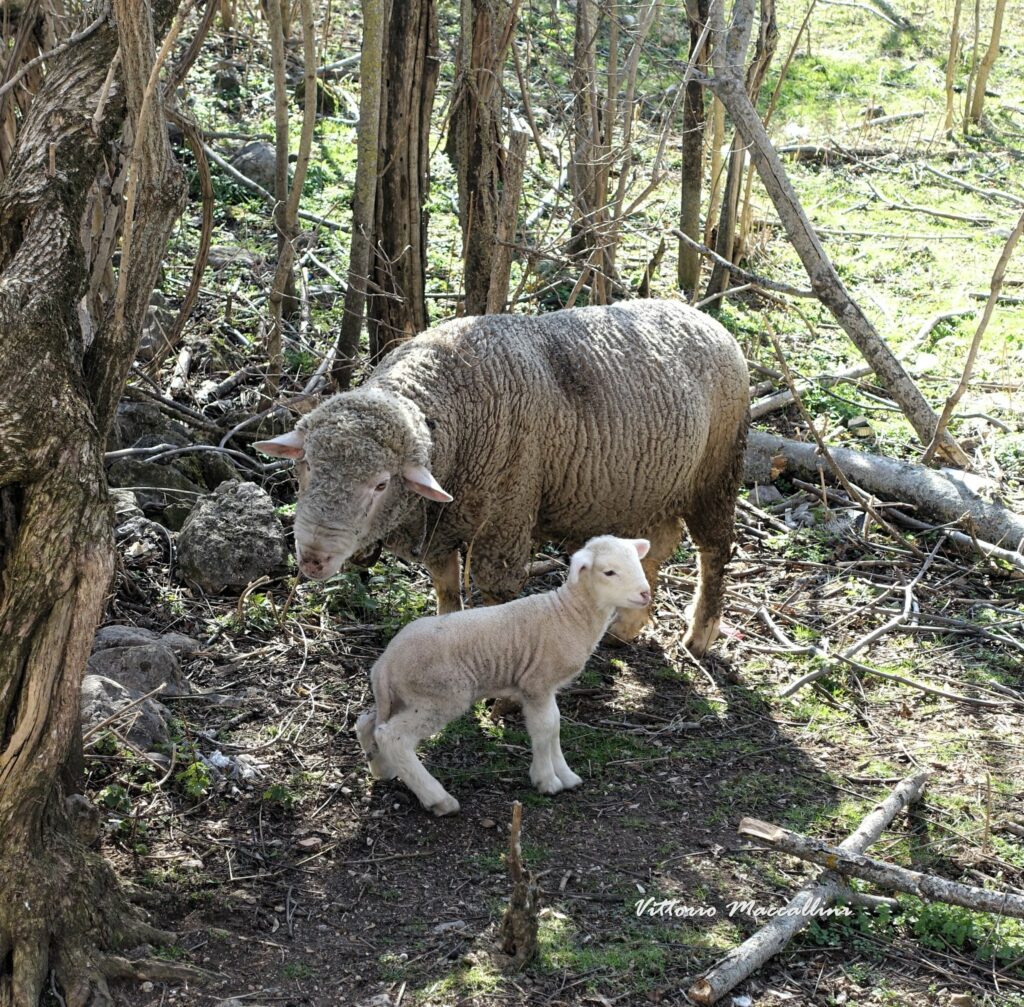 pecora e agnello ad Aielli