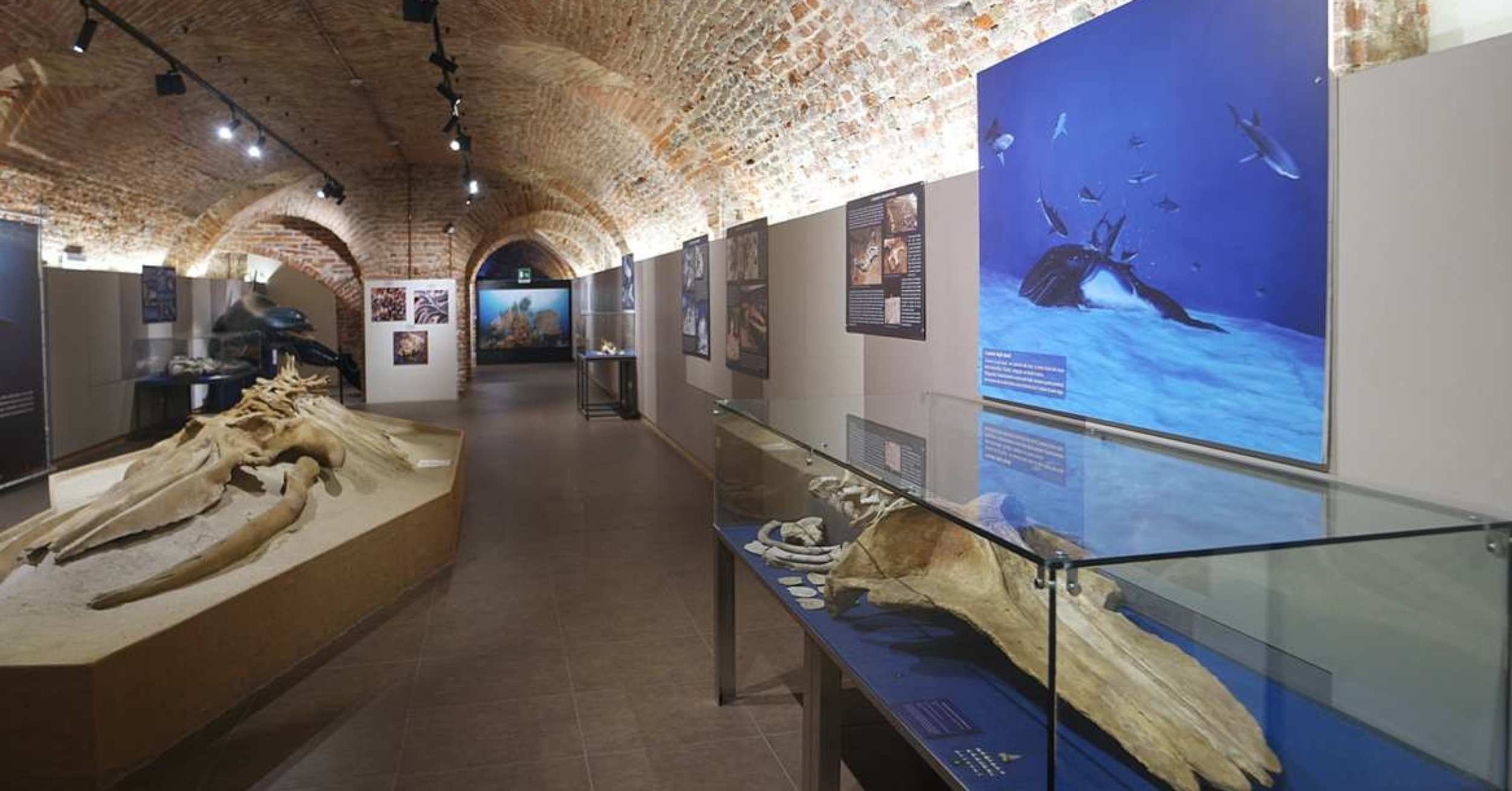 Museo Paleontologico Territoriale dell'Astigiano
