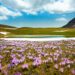 crocus campo imperatore