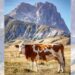 mucca campo imperatore