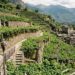 Itinerario tra i vigneti storici di Carema e i borghi di pietra