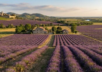 campi di lavanda in Veneto (generata con AI a solo scopo illustrativo)