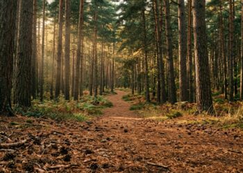 Cammini della salute nelle pinete secolari, il viaggio slow che rigenera in autunno