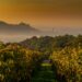 Soave tra castello e vigneti, il fascino del Soave Classico