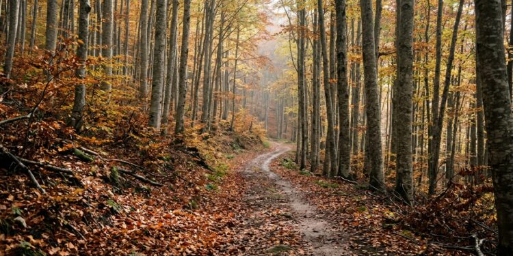 Foliage nella provincia dell Aquila dove vedere i colori d autunno tra faggete borghi e laghi