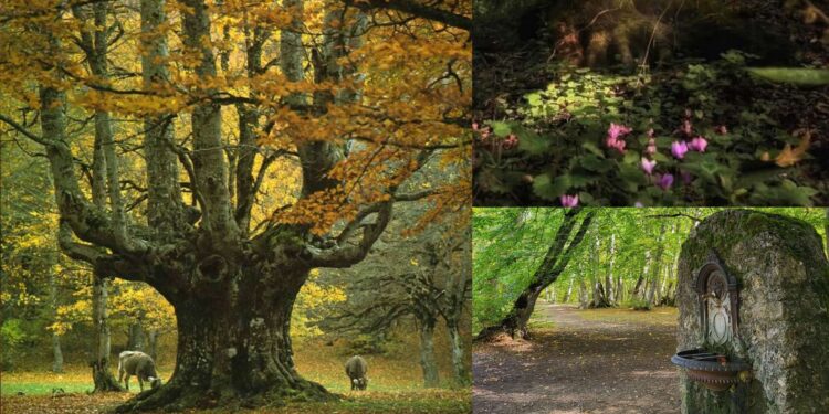 Pescocostanzo e Bosco Sant Antonio, itinerario di un giorno tra borgo e natura