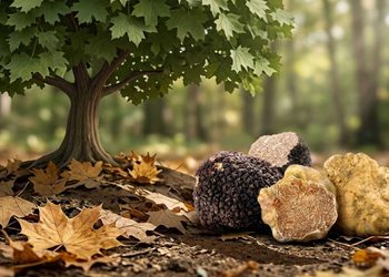 Sant’Agostino Sagra del Tartufo Bianco