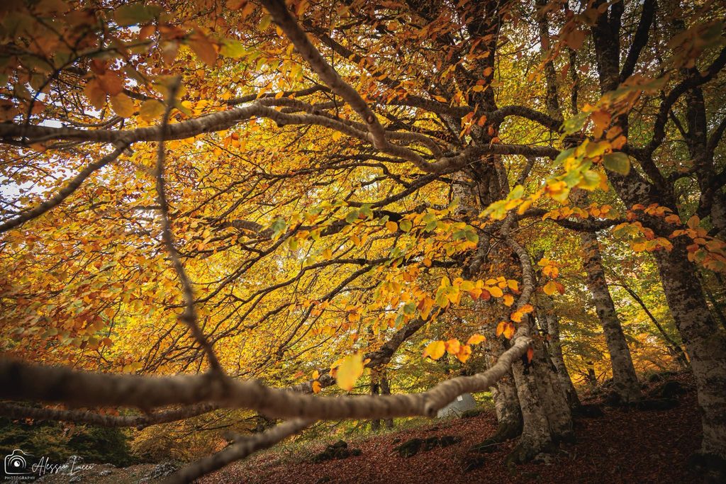 Viaggio al centro del Foliage a Marsia foto di Alessio Lucci