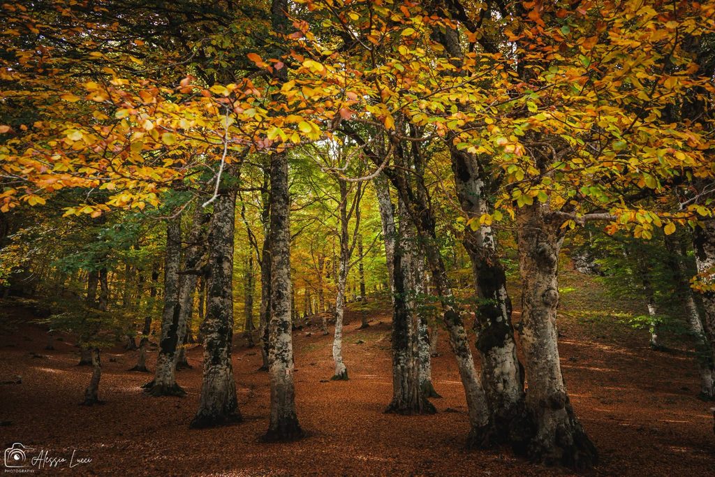 Viaggio al centro del Foliage a Marsia foto di Alessio Lucci