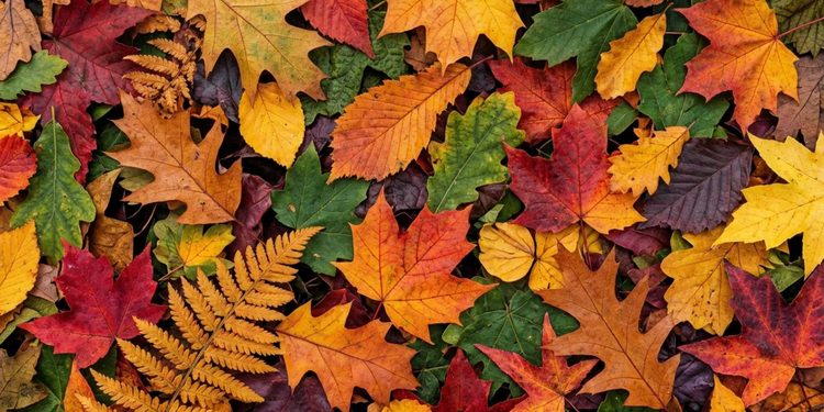 foliage in puglia 2026