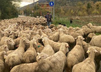 Transumanza a Celano